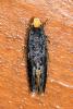Monopis laevigella